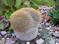 423960342 Mammillaria